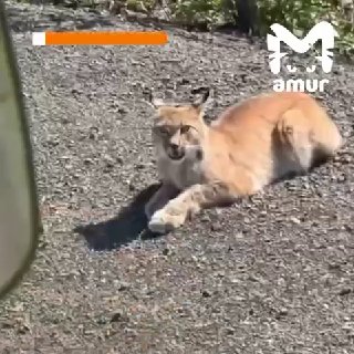 Необычная Рысь Загорает на Обочине Дороги в Хабаровском Крае