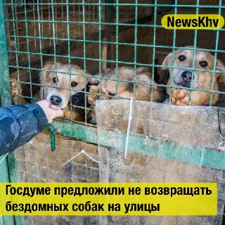Госдума предлагает содержать бездомных собак в приютах