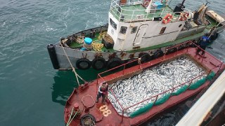 Промежуточные итоги путиной-2026 в Хабаровском крае: рекордные показатели и прогнозы